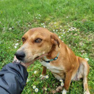 Asia - 2 Anni (Nata Indicativamente Ad Aprile 2024)  Razza: Simil Segugio  Taglia: Media  Carattere: Buona, Dolce, Simpatica